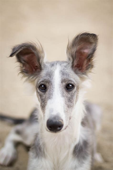 Silken windhound puppy. Things To Know About Silken windhound puppy. 